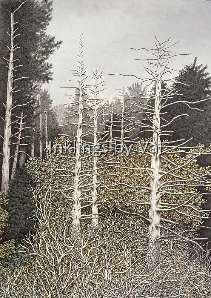 Skeletons of Pisqua Forest.jpg - 25 1/4in x 20 3/4in matted and framed:$1,400USD : \The upper ranges of the Blueridge Mountains are being decimated by acid rain. The end product is forests full of skeleton trees.